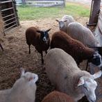 Jonge schapen, Dieren en Toebehoren