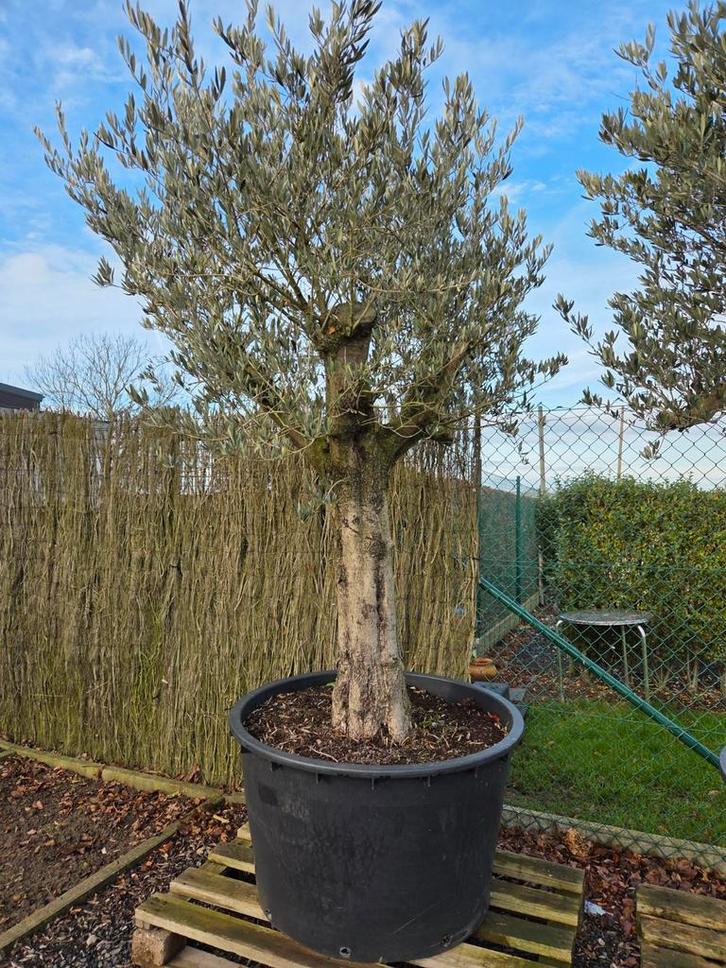 Olijfboom Olea Europaea - op voorraad, Jardin & Terrasse, Plantes | Arbres, Olivier, Enlèvement