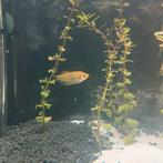 Vrouw Goud Gourami 4 -5 cm, Dieren en Toebehoren, Vissen | Aquariumvissen, Vis, Zoetwatervis