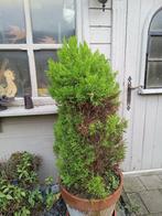 conifeer gratis, Jardin & Terrasse, Plantes | Arbustes & Haies, Enlèvement, Conifère, Arbuste, 100 à 250 cm