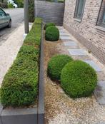 Tuinman nodig?, Tuin en Terras, Ophalen, Zo goed als nieuw
