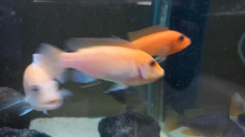 Malawi cichliden, Dieren en Toebehoren, Vissen | Aquariumvissen
