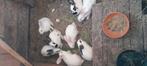 jonge konijnen, Dieren en Toebehoren, Pluimvee, Meerdere dieren, Overige soorten