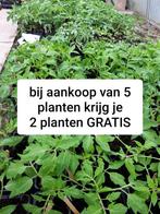 Tomaten plantjes, #soorten. 5 + 2GRATIS, Enlèvement