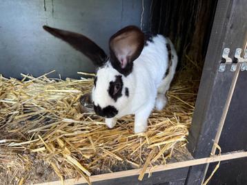 Lapin Femelle papillon reproductrice beschikbaar voor biedingen