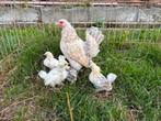Krielkip met 4 kuikens, Dieren en Toebehoren, Kip