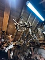 Gewei lusters kroonluchters, Ophalen