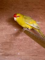 Kakarikie, Dieren en Toebehoren, Vrouwelijk, Geringd