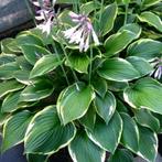 Hosta Fortunei Aureomarginata, Tuin en Terras, Ophalen, Vaste plant