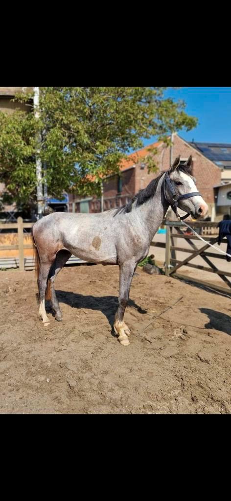 Super mooie 2 jaar te koop Capri-sun AB Z, Dieren en Toebehoren, Paarden, Z, Ontwormd