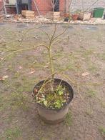 Acer, Tuin en Terras, Ophalen