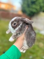 Holland Minilops-konijn van 2 maanden oud beschikbaar