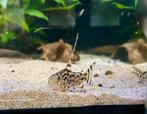 Corydoras CW111