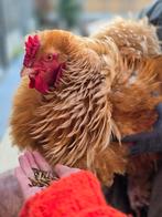 Mooie jonge haan, Orpington x Brahma krulveer, Mannelijk, Kip