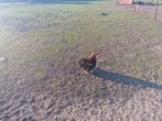 Coq batam de Pékin, Dieren en Toebehoren