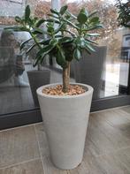 Vetplant crassula met pot, Enlèvement