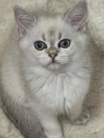 kittens Britse korthaar/ langhaar, Dieren en Toebehoren, Meerdere dieren, Gechipt, 0 tot 2 jaar