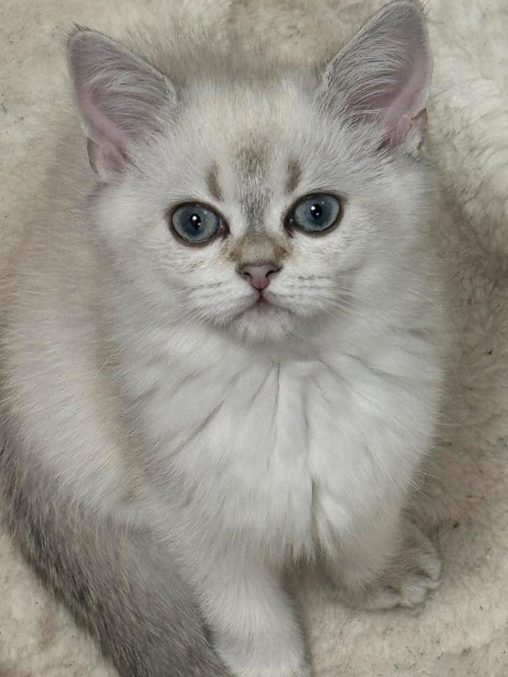 kittens Britse korthaar/ langhaar, Dieren en Toebehoren, Katten en Kittens | Raskatten | Korthaar, Meerdere dieren, 0 tot 2 jaar