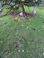 Kweekkoppels cereopsis ganzen