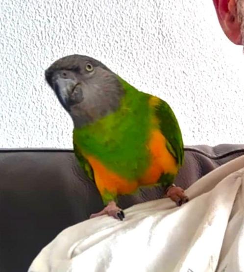 Zeer tamme Bonte boer, Dieren en Toebehoren, Vogels | Parkieten en Papegaaien, Papegaai, Mannelijk, Pratend, Tam, Geringd