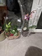2 orchidee et 1 plante
