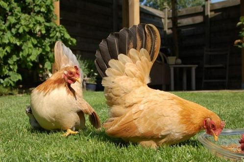 Kuikens Chabo, Cochin en zijdehoenders, Dieren en Toebehoren, Pluimvee