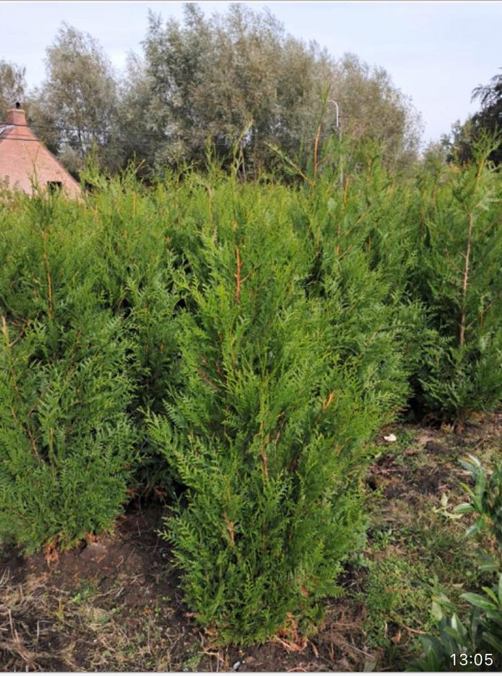 Thuya plicata ‘Atrovirens’ haagplant levensboom, Tuin en Terras, Planten | Struiken en Hagen, Haag, Ophalen