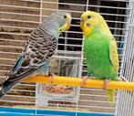 Couple de perruche + nouvelle cage, Plusieurs animaux, Perruche