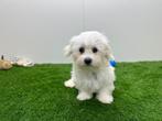 Nestjes Maltezer pups - kleine taille, Dieren en Toebehoren, Honden | Chihuahua's en Gezelschapshonden, België, Maltezer, CDV (hondenziekte)