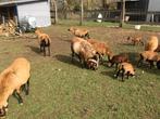 Jonge mooie ras Kameroenschapen : jonge ooien + lammetje ooi, Femelle, Mouton, 0 à 2 ans