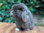 Het allerliefste mooiste KNUFFEL Minilop hangoor konijntje, Mannelijk, Klein, 0 tot 2 jaar, Hangoor