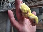 Roseicolli om met de hand verder op te kwejen, Dieren en Toebehoren, Geslacht onbekend, Dwergpapegaai of Agapornis, Geringd