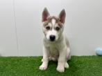 Siberische Husky pups, Dieren en Toebehoren, België, 8 tot 15 weken, CDV (hondenziekte), Poolhond