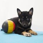 X Schipperke/Shiba Inu (kruising) pups te koop (Belgisch), Dieren en Toebehoren, België, CDV (hondenziekte), 8 tot 15 weken, Meerdere