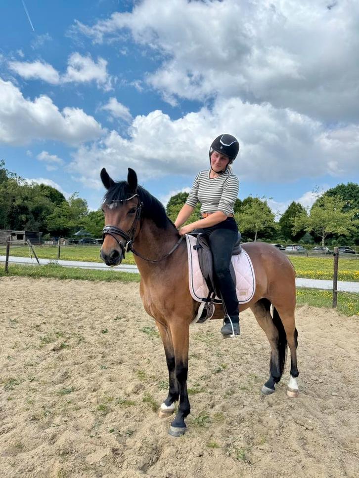 Drachtige 5 jarige D-pony, Dieren en Toebehoren, Pony's, Merrie, L, D pony (1.37m tot 1.48m), 3 tot 6 jaar, Met stamboom, Gechipt