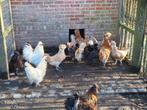 Poulets d'ornement, bébés poulets, poules, femelles, Animaux & Accessoires, Poule ou poulet, Femelle