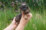 Prachtige ruwharige dwerg teckel pups (+/- 5kg volwassen), Dieren en Toebehoren, België, CDV (hondenziekte), 8 tot 15 weken, Dwerg