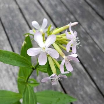 1 hele grote pot zeepkruid, lekker geurend !!  beschikbaar voor biedingen