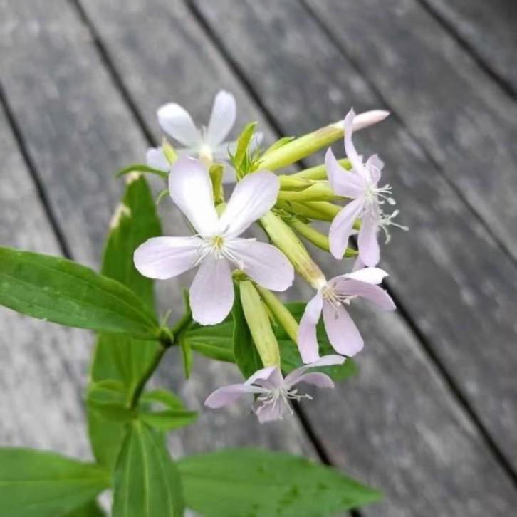 1 hele grote pot zeepkruid, lekker geurend !!, Tuin en Terras, Planten | Tuinplanten, Vaste plant, Overige soorten, Volle zon