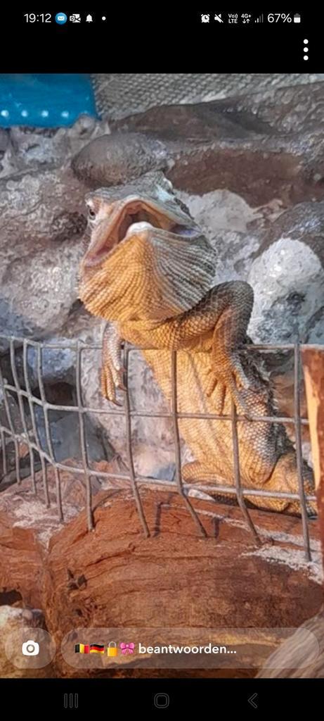 Dwergbaardagaams, Dieren en Toebehoren, Reptielen en Amfibieën
