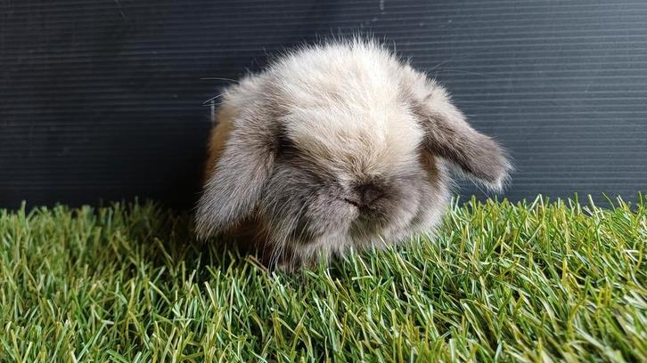 Handtamme mannelijke minilop konijnen jong, Animaux & Accessoires, Lapins, Nain, Mâle, 0 à 2 ans, Oreilles tombantes