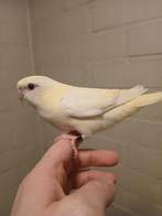 Handtamme catharina parkieten 2025, Dieren en Toebehoren, Meerdere dieren, Parkiet, Geringd