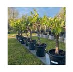 ‼️Prachtige druivelaars rechtstreekse import spanje‼️, Tuin en Terras, Ophalen