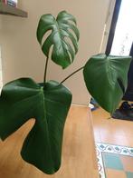 Monstera gatenplant te koop, Huis en Inrichting, Kamerplanten, Groene kamerplant, Ophalen, Minder dan 100 cm