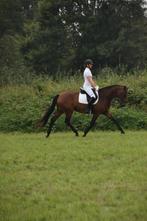 paard ideaal voor overgang naar de paarden, Dieren en Toebehoren, Ruin, M, Gechipt