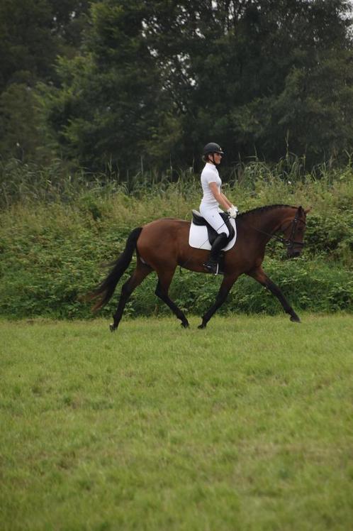 paard ideaal voor overgang naar de paarden, Dieren en Toebehoren, Pony's, Ruin, M, Met stamboom, Gechipt, Ontwormd
