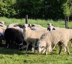 Moutons mâles pour la fête, Dieren en Toebehoren, Schapen, Geiten en Varkens, Mannelijk, Schaap