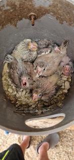 Valkparkieten voor handopfok, Dieren en Toebehoren, Vogels | Parkieten en Papegaaien, Geringd