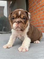 engelse bulldog pup, Dieren en Toebehoren, België, 8 tot 15 weken, Teef, Eén hond
