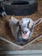 Dwergeit lammetjes blauwschimmel tan Hermelijn, Dieren en Toebehoren